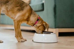 nutrisource dog food